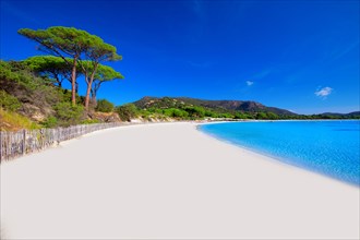 Palombaggia sandy beach with pine trees and azure clear water, Corsica, France, Europe.