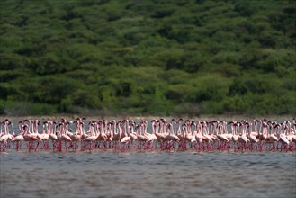 Lesser Flamingos (Phoenicoparrus minor) standing in lake Bogoria, Kenya