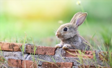Cute rabbit sitting on brick wall and green field spring meadow / Easter bunny hunt for easter egg on grass and flower outdoor nature background