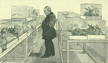 Louis Pasteur (1822-1895) French chemist, in his laboratory at the Ecole Normale, Paris, during his work on hydrophobia.  Around him are cages full of the rabbits he used during his experiments.  From...