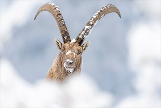 The King of the Alps mountains (Capra ibex)