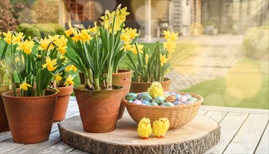 Daffodils in flower pots, chocolate Easter eggs in basket and cute yellow decoration spring chickens on a wooden garden table on a sunny day.