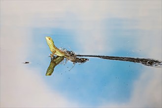 Green basilisk plumed basilisk crested basilisk Basiliscus plumifrons youngster running across water