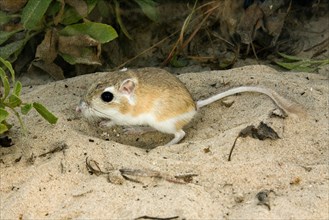 Gulf Coast Kangaroo Rat Dipodomys compactus
