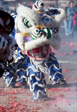 Chinese Lion Dancers perform in elaborate Lion costumes during Chinese New Year Celebrations