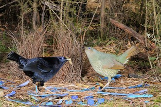 Satin Bowerbird Ptilonorhynchus violaceus Male and female at bower Photographed in ACT, Australia