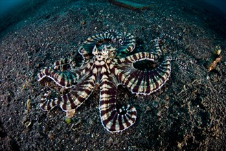 A Mimic octopus (Thaumoctopus mimicus) crawls across dark, volcanic sand where it may disappear into a subterranean burrow.