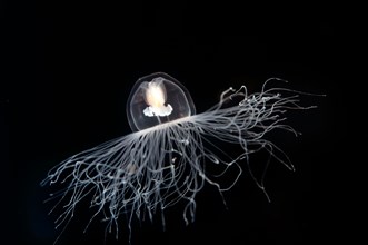 Immortal jellyfish, Turritopsis nutricula, Sarigerme Turkey