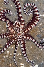 Mimic octopus (Thaumoctopus mimicus) Lembeh Strait, Indonesia