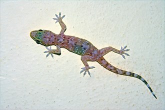 Gecko on a wall