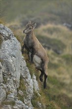 Young Alpine ibex / Steinbock / Alpensteinbock ( Capra ibex ) jumping up some rocks in the Swiss Alps, Switzerland.