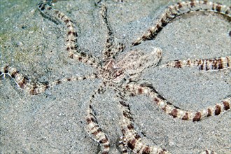 Mimic octopus (thaumoctopus mimicus) in the Red Sea.