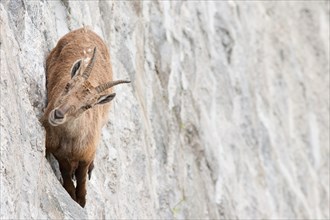 Alpine ibex on dam (Capra ibex), a female is walking on the vertical wall
