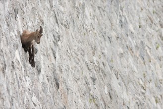 Alpine ibex walk on dam (Capra ibex), juvenile male