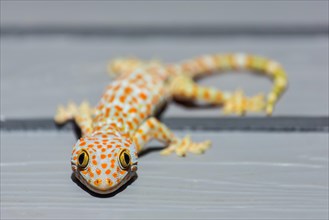 Tokay Gecko on wooden wall in Thailand