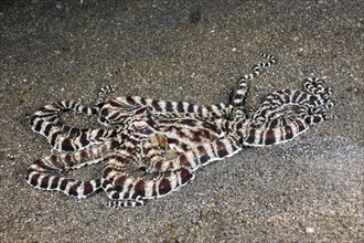 Mimicry Oktopus,Thaumoctopus mimicus,Lembeh Strait,the north Sulawesi,Indonesia,