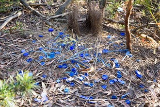 Immature Satin Bowerbird nest and collection of blue objects it has made to attract attention of females, which sadly are pieces of plastic rubbish