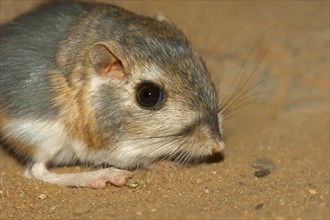 Merriam's Kangaroo Rat, Mexico / (Dipodomys merriami) | Merriams Kaengururatte / (Dipodomys merriami)