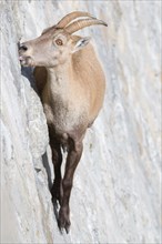 A female of alpine ibex (Capra ibex) is licking mineral salts on a sub-vertical dam wall. Antrona valley, Italy.