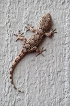 specimen of moorish wall gecko on a grey wall, hemidactylus turcicus, gekkonidae