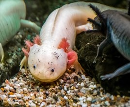 a leucist axolotl with black eyes and pink external gills and at the side a gey black axolotl