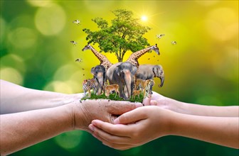 Concept Nature reserve conserve Wildlife reserve tiger Deer Global warming Food Loaf Ecology Human hands protecting the wild and wild animals tigers d