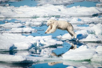 Polar Bear, Ursus maritimus, leaping over melting ice in the Olgastretet Pack Ice, Svalbard Archipelago, Norway