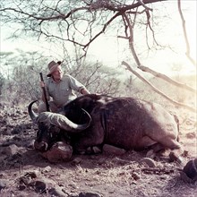 Ernest Hemingway poses with water buffalo, Africa, 1953