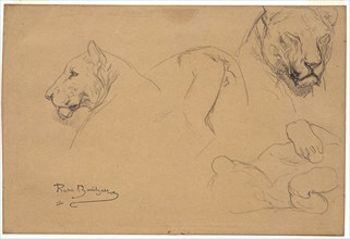 Rosa Bonheur, French, 1822–1899, Studies of a Lioness, 1832–1899, Pencil on white wove paper, Overall: 6 9/16 x 9 3/4 in. (16.6 x 24.7 cm