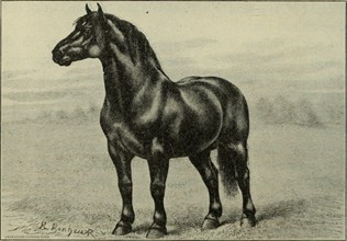 . Vic I. The famous Percheron stallion Brilliant After a painting by the great animal artist Rosa Bonheur man, and a book would be required even to outline the thou- sand ways in which man has been he...
