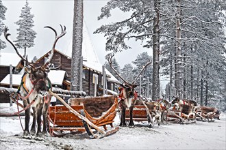Reindeers with sleds in winter forest, Lapland, Finland
