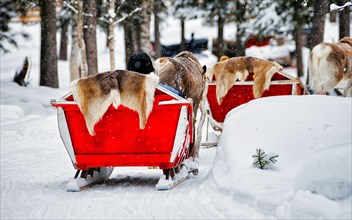 Reindeer sleigh safari and people forest Lapland Northern Finland reflex
