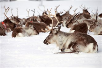 The annual Sami springtime reindeer migration from Stubba nr Gällivare in Sweden through their ancestral lands in Lapland