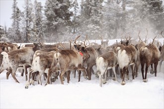 The annual Sami springtime reindeer migration from Stubba nr Gällivare in Sweden through their ancestral lands in Lapland