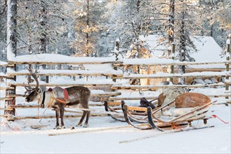 Reindeer sledge, in winter, Lapland, Finland