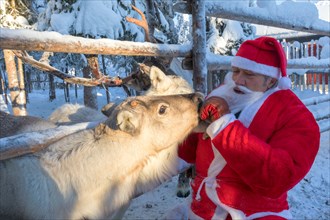 Santa Claus feeding reindeer, Ruka (Kuusamo), Northern Ostrobothnia region, Lapland, Finland