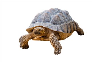 African spurred tortoise / sulcata tortoise (Centrochelys sulcata / Testudo sulcata) native to Africa against white background
