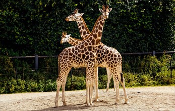 Three large giraffes, Giraffa Camelopardalis spp, in their habitat in Dublin zoo, Ireland