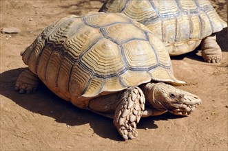 African spurred tortoise, Spornschildkröte, Centrochelys sulcata, sarkantyús teknos