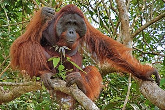 Bornean orangutan (Pongo pygmaeus pygmaeus), male, Indonesia, Borneo