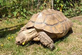 African spurred tortoise (Centrochelys sulcata), also called sulcata tortoise, eating grass