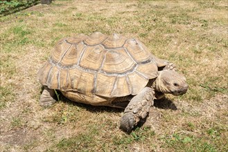 African spurred tortoise (Centrochelys sulcata), also called sulcata tortoise