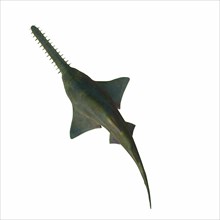 This predatory shark Onchopristis Sawfish lived in the seas of several countries during the Cretaceous Period.