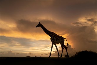 Isolated giraffe (Giraffa camelopardalis) almost silhouetted walking at twilight with dramatic clouds in a sunset sky, UK safari park.