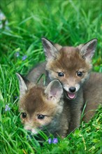 Red Fox, vulpes vulpes, Cubs standing on Grass, Normandy
