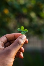 Fantastic close-up of a Four-leaf clover, held in the hand by a guy. Saint patrick concept. It means good luck