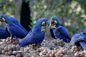Hyaincth macaw Anodorhynchus hyacinthinus Brazil