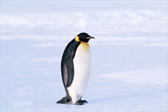 Emperor Penguin Aptenodytes forsteri Weddell Sea Antarctica November