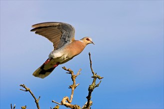 turtle dove (Streptopelia turtur), flying over the branches of a tree, Germany, Rhineland-Palatinate