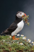 puffin Fratercula arctica carrying nest material